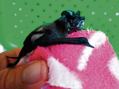 Rescued Richards Bay bat dies, highlighting vital role of KZN bat rescuers