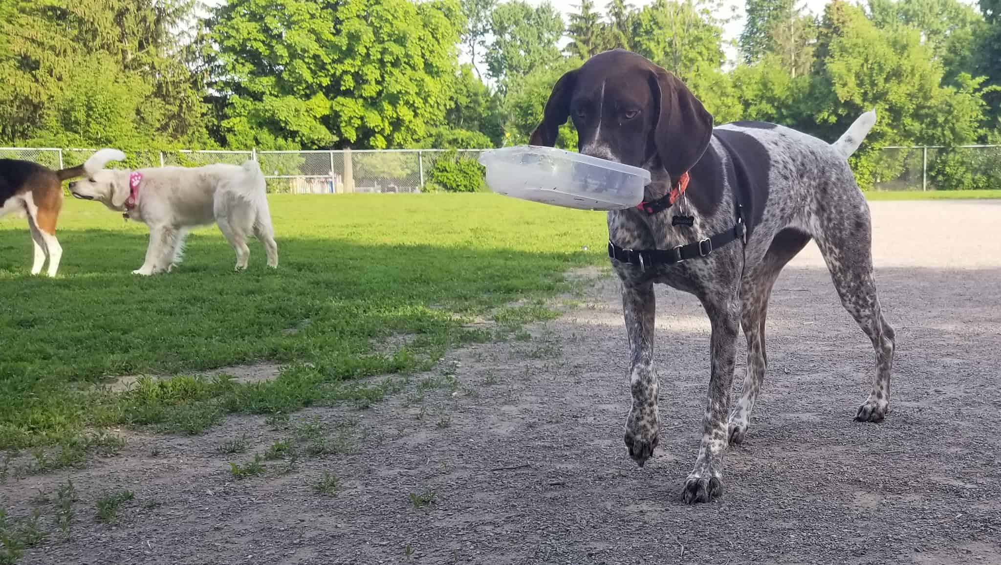 SPCA animals thirst for urgent support