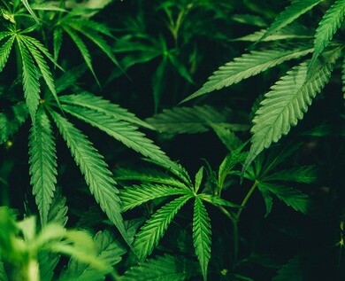 How much is enough cannabis?