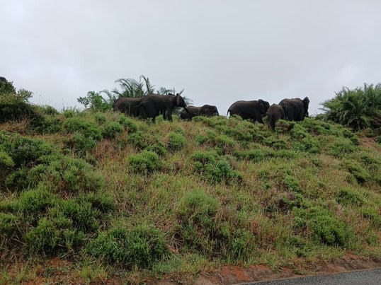 Ezemvelo seeks NGO assistance to prevent culling