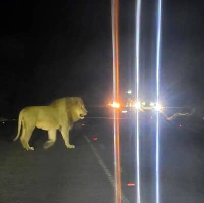KZN conservation authority confirms lion escape in Zululand region