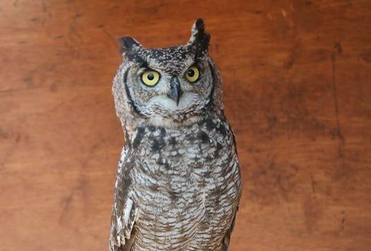 Based on a review of all evidence, including NSPCA-examined CCTV footage, there is no indication of a contravention of the Animals Protection Act or biodiversity laws.