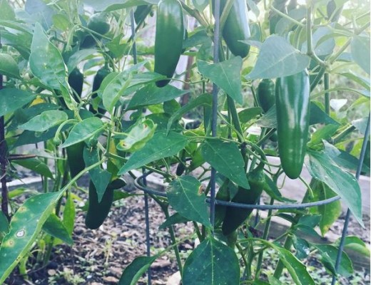 Coffee can be used in your compost or spread directly onto the soil.