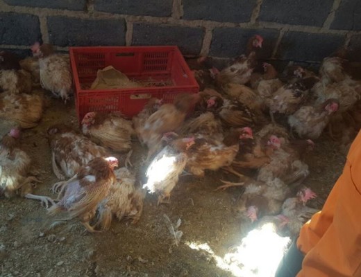 midrand spca 2