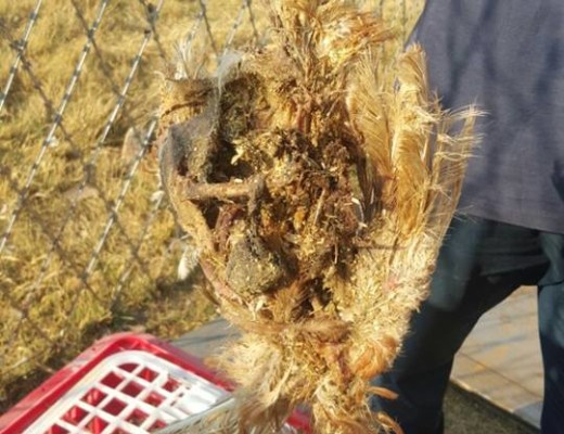 midrand spca 4