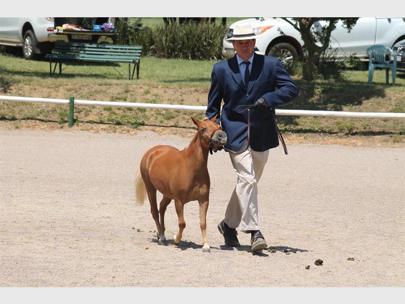 Miniature horses come to town Midrand Reporter