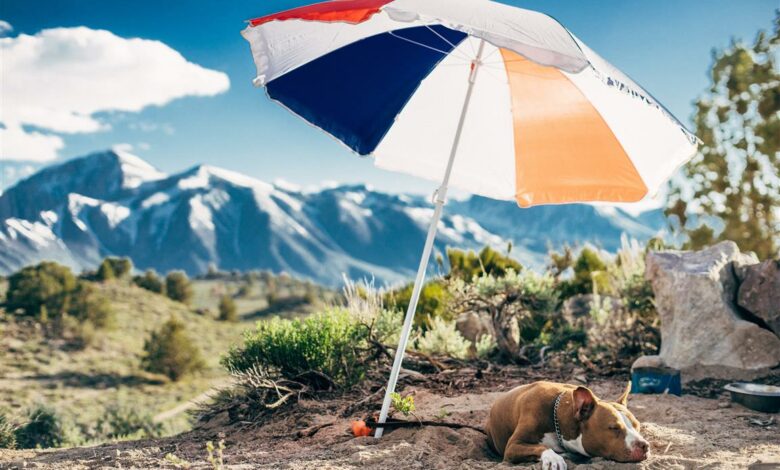 ElanaWagner-18-02-2022-Pets-Sunscreen.2 (Medium)