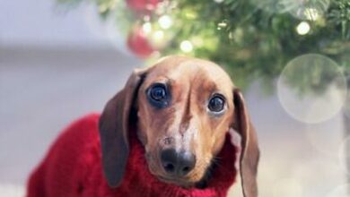 pexels-dominika-ros_94124