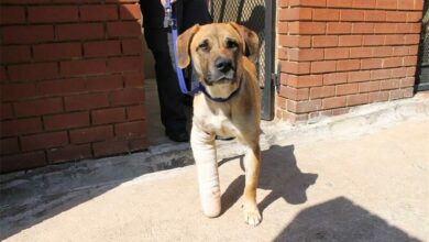 RS33NZdog-Czariswell_92659