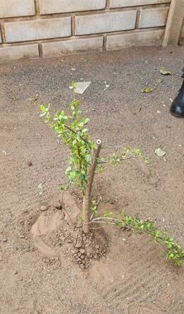The regional manager of Johannesburg City Parks and Zoo, Dr Joseph Ndou, warned those behind illegal tree pruning.