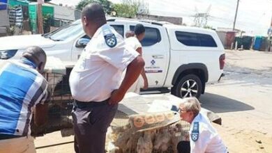 Midrand SPCA inspectors Theo Mokgatle and Pam Pretorius inspect hawking stations.