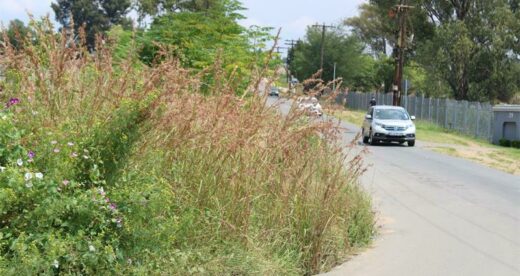 BEFORE: President and Boshoff roads are lined by 1.1m long uncut grass. Photo: Sphiwe Masilela