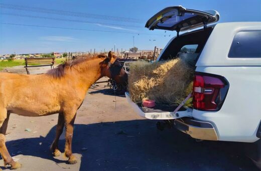 A horse eats from Midrand SPCA’s newly donated van.
