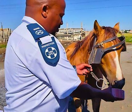 A horse licks a salt-licking rock from Midrand SPCA inspector Jerry Seemise.