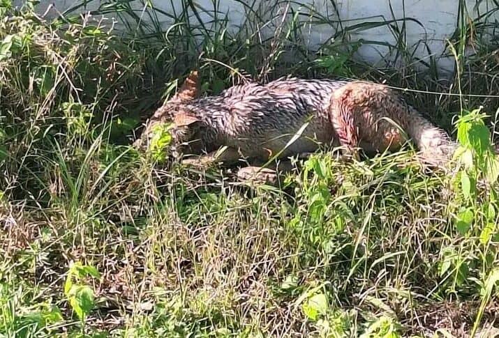 After receiving a call, inspector Theo Mokgatle rushed to the scene of an attack on a jackal by a pack of dogs.