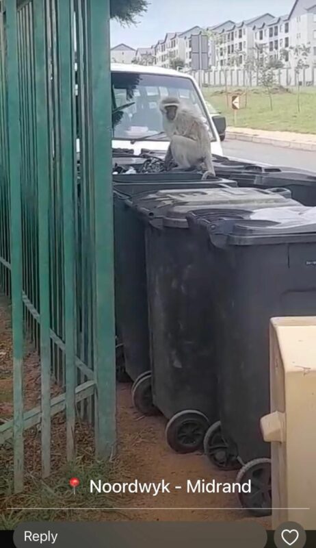 Midrand SPCA general manager Pan Pretorius said the male vervet monkey has been released from its troop, and is in search of another troop, containing females. She says the best thing to do is to leave it be, and not to feed it.