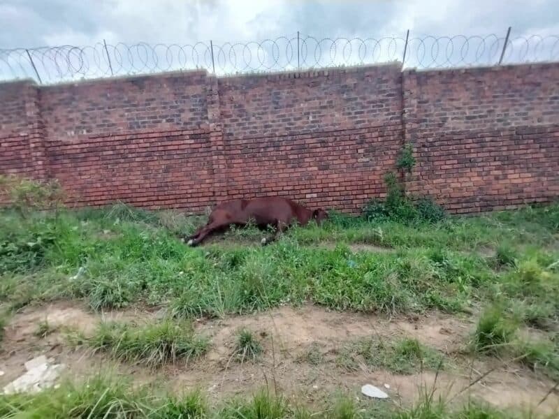 City Power spokesperson confirms tackling persistent illegal connections on Keeshond Street in Glen Austin after removing them two weeks ago.