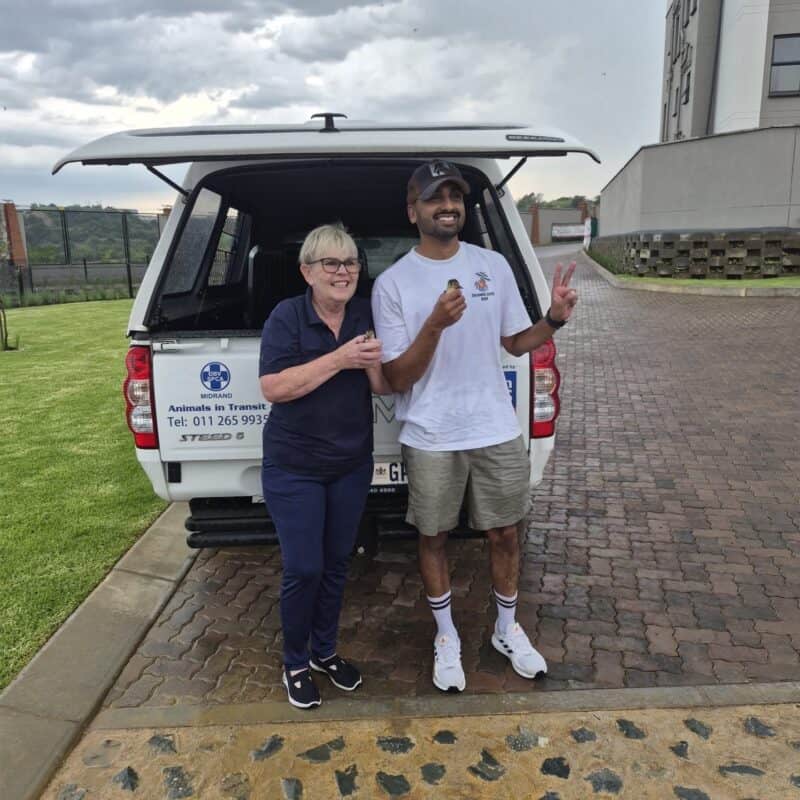 After being watched anxiously for days with no sign of their parents, a group of abandoned ducklings became the focus of a challenging rescue that tested the skill, patience, and determination of Midrand SPCA inspectors and community members alike.