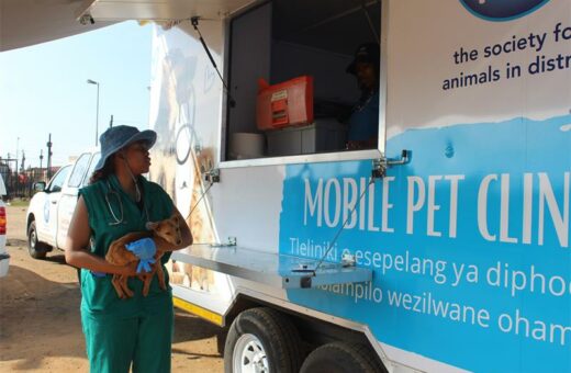 One of the VetSCO students assisting a puppy at the SAID mobile pet clinic. Photo: Supplied