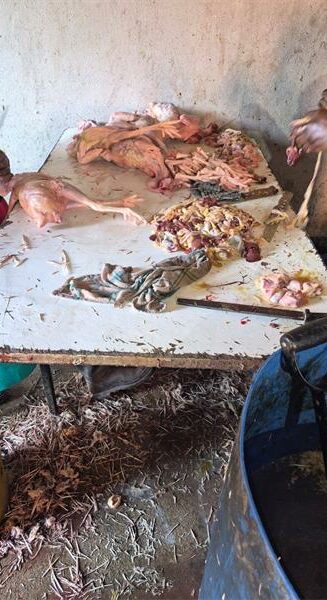 Chicken intestines and other poultry waste discovered at the unlicensed slaughter facility in Glen Austin. Photo: Supplied