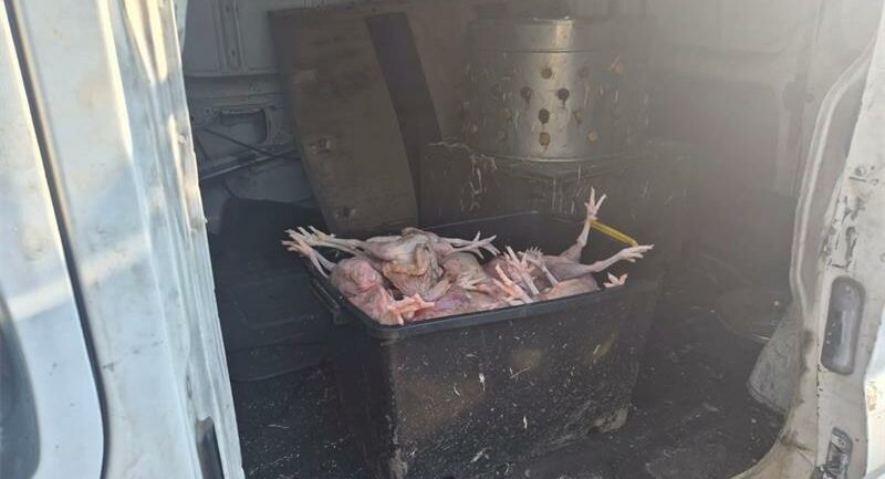 Chicken and other poultry waste discovered at the unlicensed slaughter facility in Glen Austin. Photo: Supplied