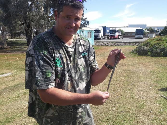 Juvenile Rinkhals saved from electricity box | Northern Natal News