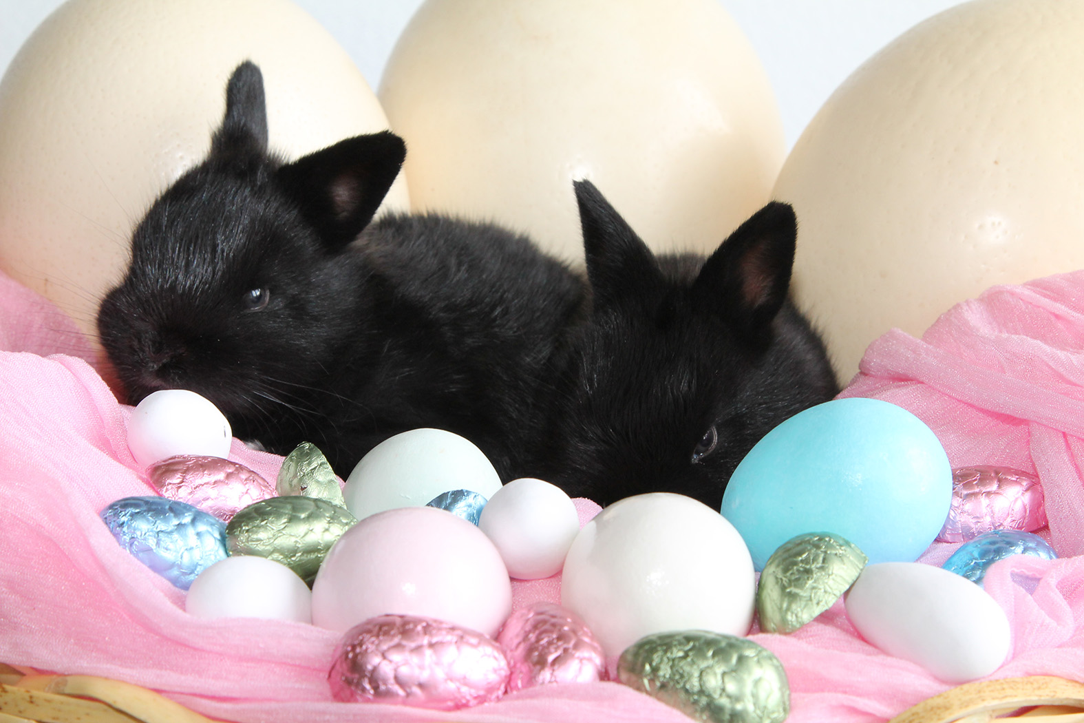 Easter bunny