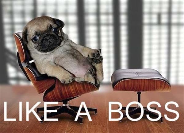 Budget like a boss.