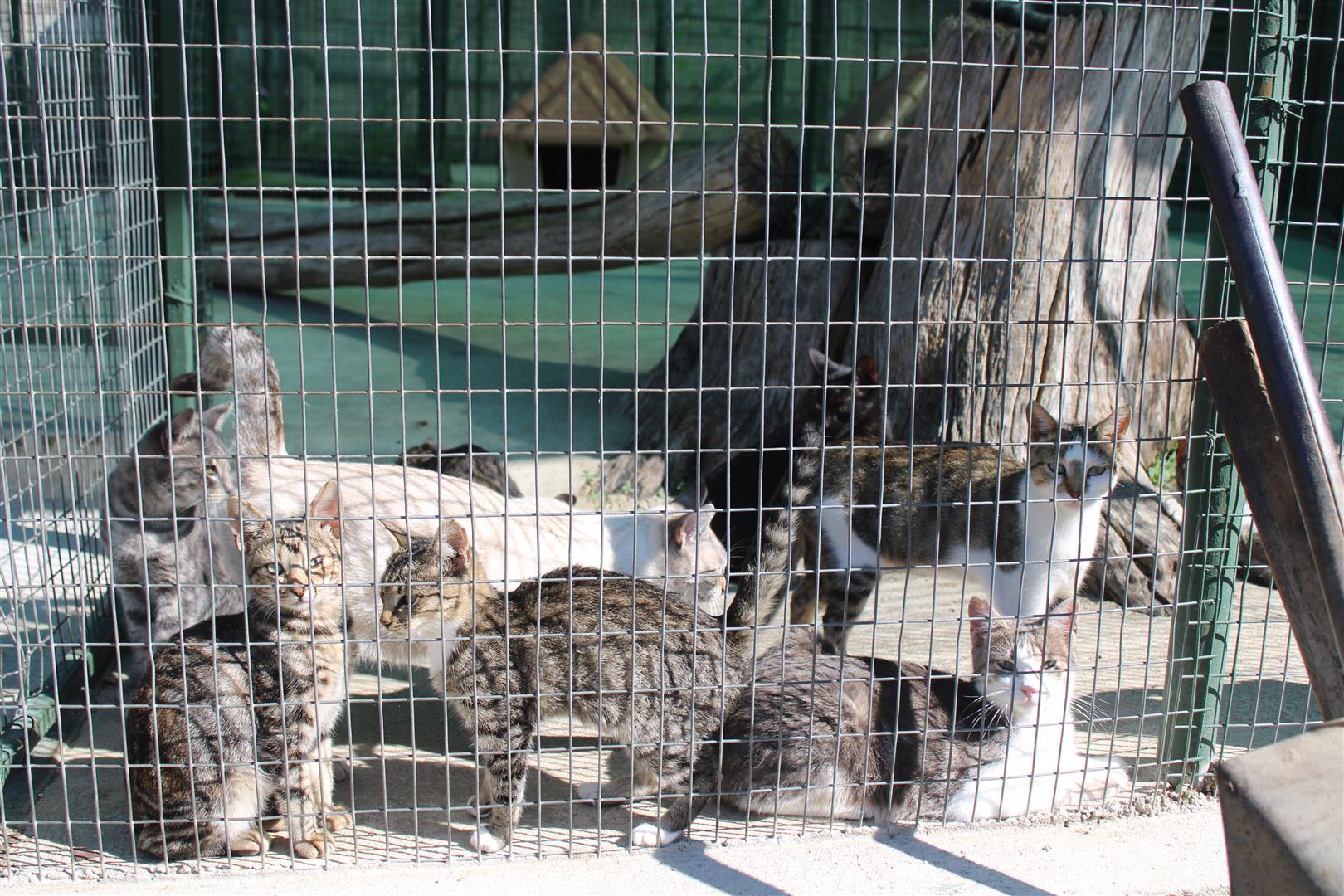 Ladysmith KZN: Animals up for adoption at the AACL | Northern Natal News