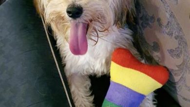 Missing dog
