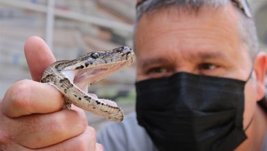 snake catcher