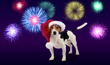 doggie fireworks