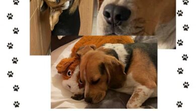 Reward offered for safe return of Biscuit