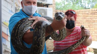 massive python in ladysmith