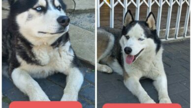 missing dogs