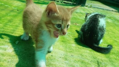 kittens to adopt