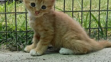 Kitten up for adoption