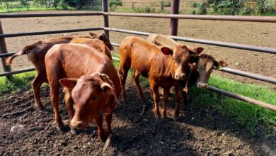operation stolen livestock recovered