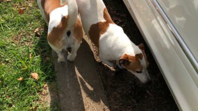 missing jack russell dogs