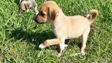 puppies up for adoption