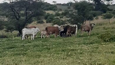 The stolen cattle
