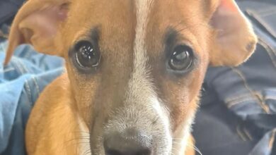help find missing Jack Russell