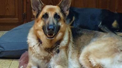 missing dog