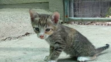 adopt a furry friend