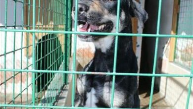 Help find Layla home