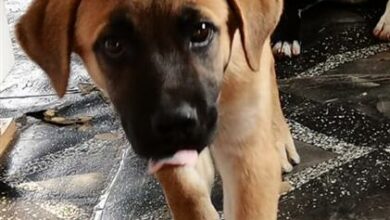 missing puppy