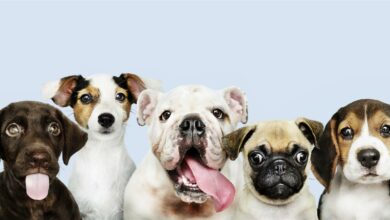 pet selfie competition
