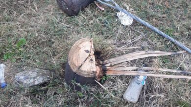 Electricity pole theft