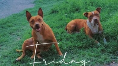 missing dogs