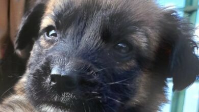 adopt from the AACL